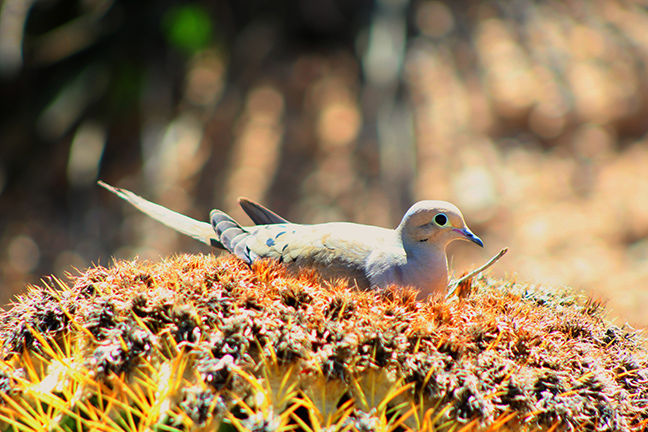Morning Dove